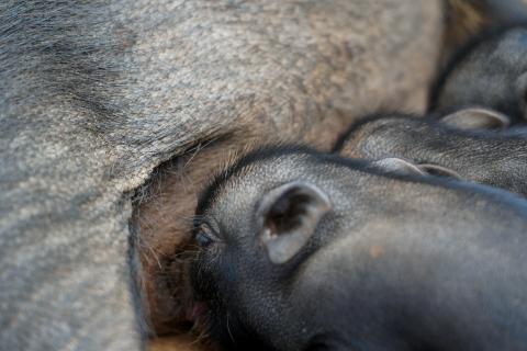 Pig Farming